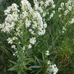 Armoracia rusticana Цветок
