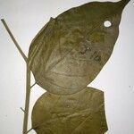 Geissospermum argenteum Hoja