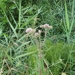 Eupatorium cannabinumBlomst