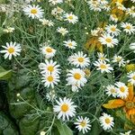 Argyranthemum foeniculaceum Цвят