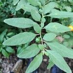 Solanum pseudocapsicum পাতা