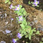 Pinguicula crystallina Flower