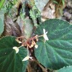 Begonia skutchii Blomst