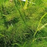 Eleocharis acicularis Συνήθη χαρακτηριστικά