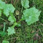 Lactuca muralis Leaf