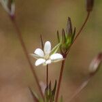 Sabulina tenuifolia Çiçek