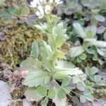 Draba muralis Leaf