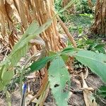 Myrianthus arboreus Blad