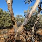 Eucalyptus gillii Ŝelo