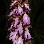 Himantoglossum metlesicsianum Flower