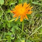 Crepis aurea Çiçek