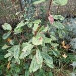 Photinia serratifolia Leaf