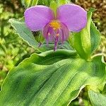 Tinantia erecta Blüte