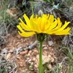 Gelasia hirsuta Flower