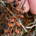 Orthilia secunda Fruit