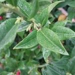 Sarcococca hookeriana Leaf