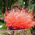 Brownea rosa-de-monte Flower