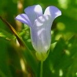 Wahlenbergia hederacea Flor