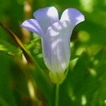 Wahlenbergia hederacea Flower