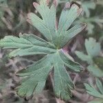 Geranium carolinianum Blatt