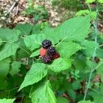 Rubus occidentalis Fruto