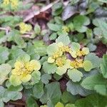 Chrysosplenium alternifolium Lapas