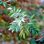 Fraxinus angustifolia برگ