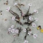 Iberis procumbens Kukka