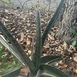 Gasteria croucheri Hoja