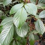 Bischofia javanica Folha