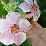 Cerbera odollam Flower