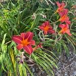 Hemerocallis minor Flors