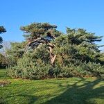 Pinus sylvestris Hábitos