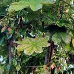 Cecropia schreberiana Hoja