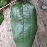 Miconia fragilis Лист
