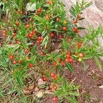 Solanum pseudocapsicum Hábito