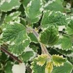 Plectranthus madagascariensis Folha