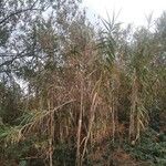 Arundo donax 葉