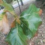 Quercus marilandica Hoja