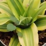 Cryptanthus bivittatus Fuelha