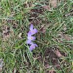 Crocus imperati Цвят