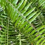 Polystichum munitum Foglia