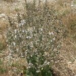 Salvia aethiopis Flower