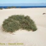Traganum moquinii Hábito