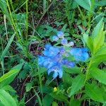 Penstemon cyananthus Flower