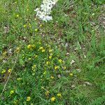 Filipendula vulgaris Habit