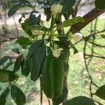 Eugenia brasiliensis 葉