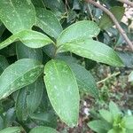 Ligustrum japonicum Blatt