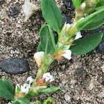 Polygonum arenastrum 整株植物