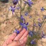 Delphinium scaposum Квітка